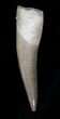 Fossil Plesiosaur Tooth - Morocco #22655-1